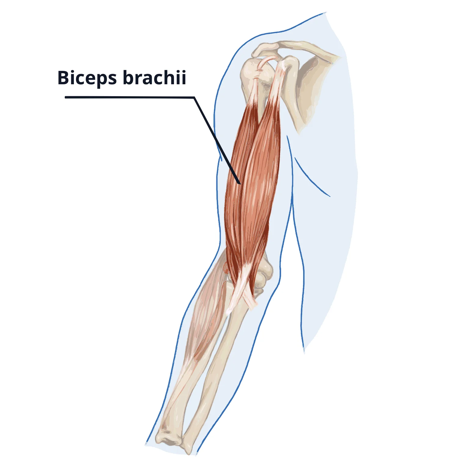 The biceps brachii