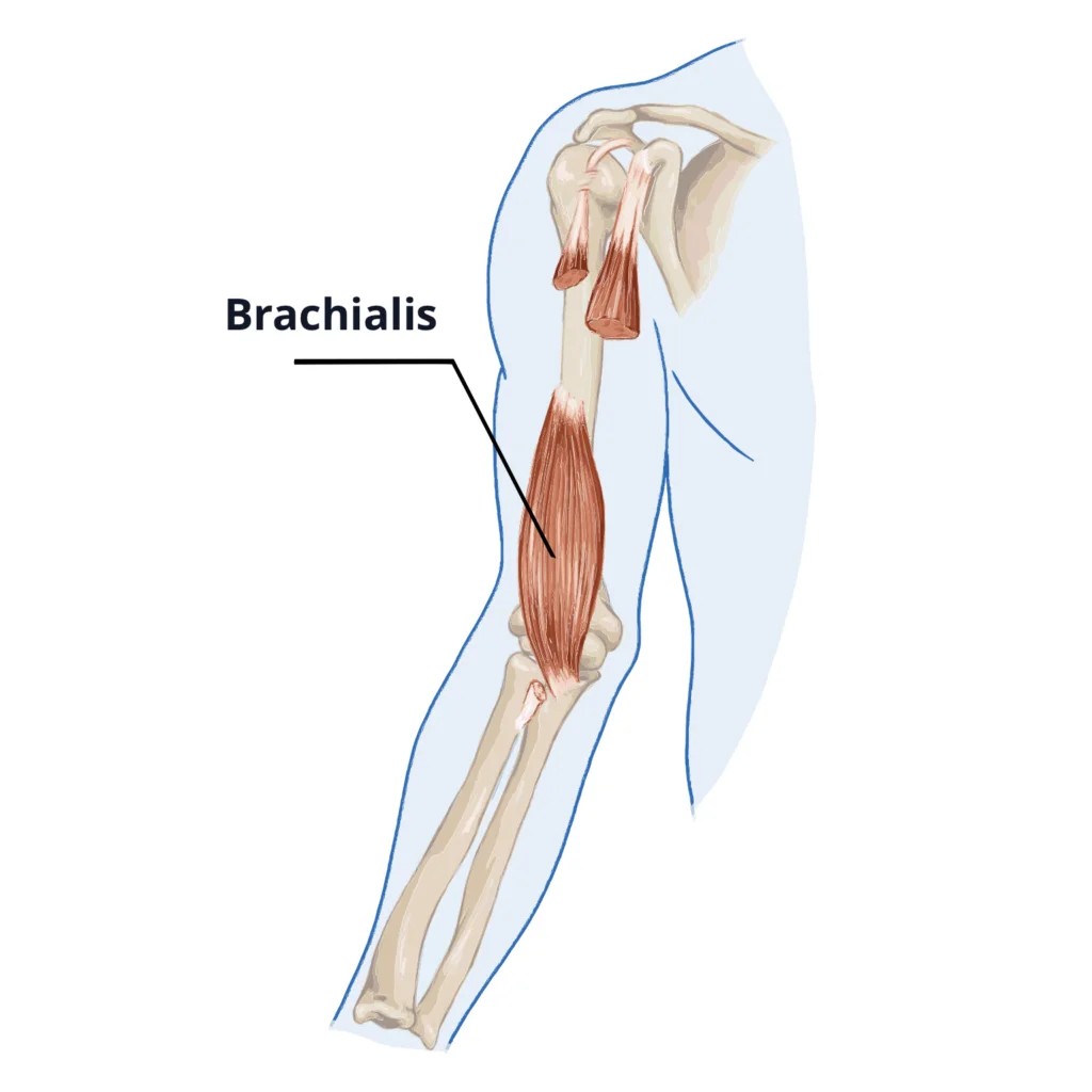 The brachialis is a small muscle beneath the bicep muscles