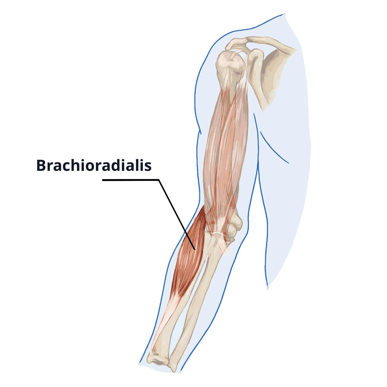 The brachioradialis is a muscle in the forearm