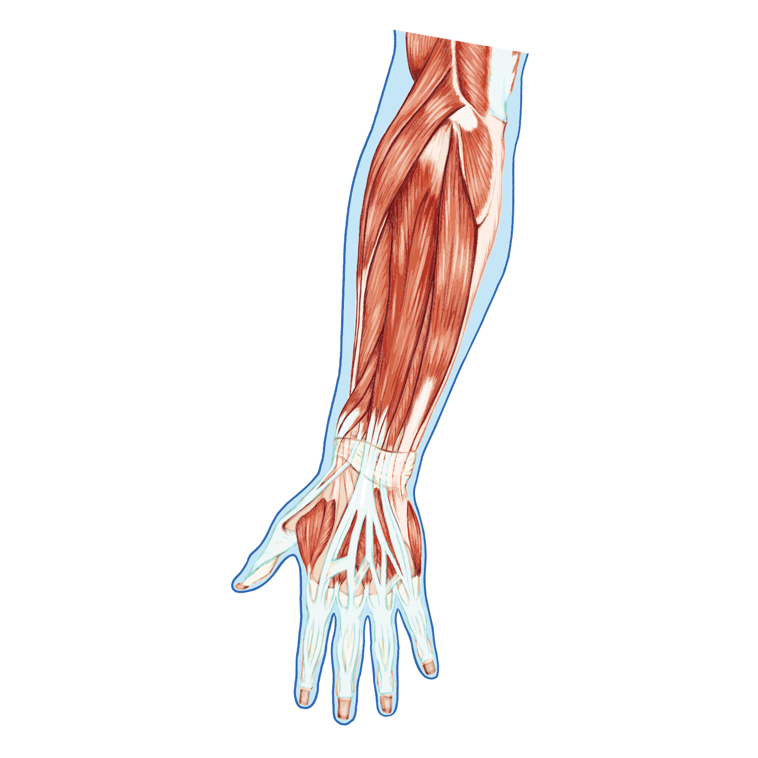 Muscles in the forearm