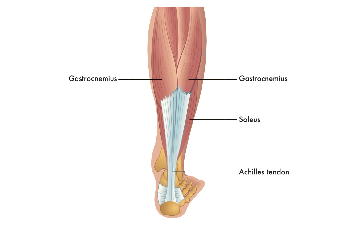 Anatomy of the calf muscle, showing the gastrocnemius muscle, soleus muscle and Achilles tendon