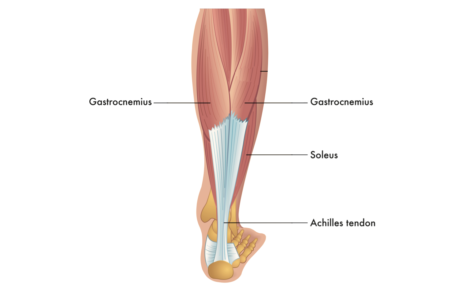 Anatomy Of The Calf Muscle