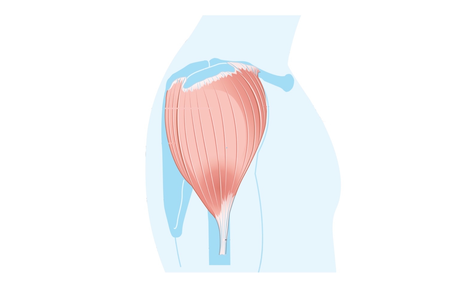 Side view of the deltoid muscle