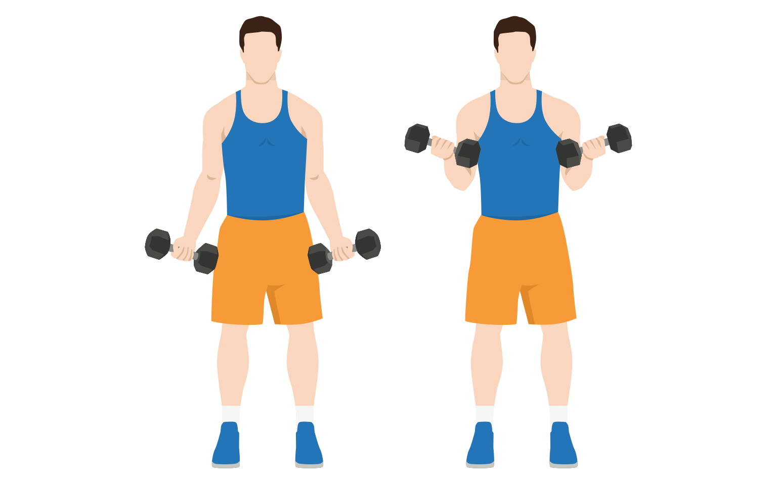 illustration - Dumbbell bicep curl