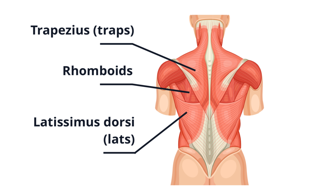11 Best Exercises for Rhomboids Rows, Pulls, Flyes Gym Geek