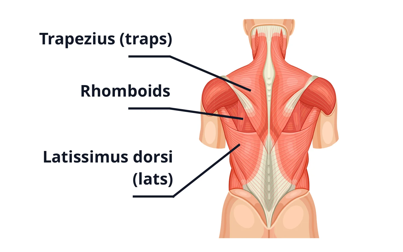 Diagram showing the position of the latissimus dorsi (lats), rhomboids and trapezius (traps) muscles