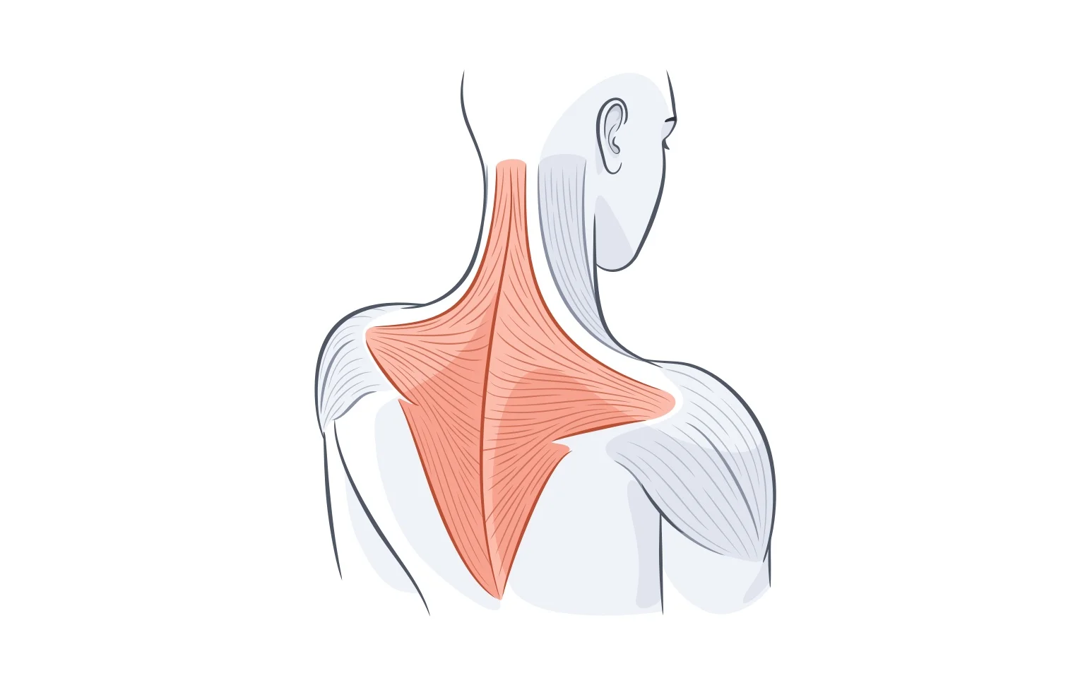 Diagram of Trapezius muscle, another muscle worked on back day.