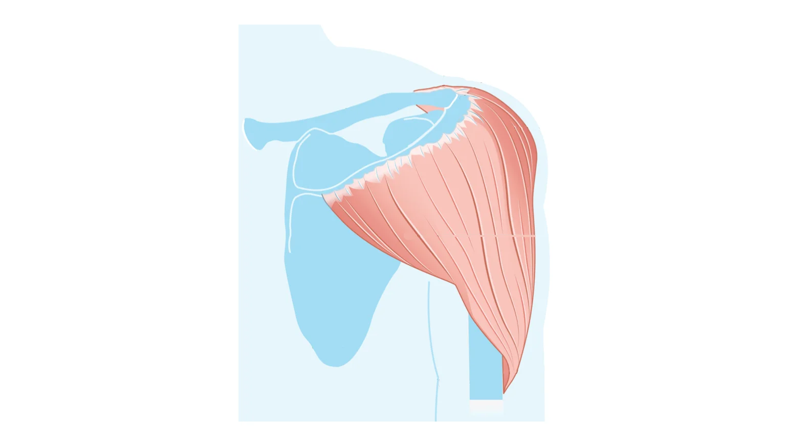 Diagram - view of the posterior (rear) deltoid
