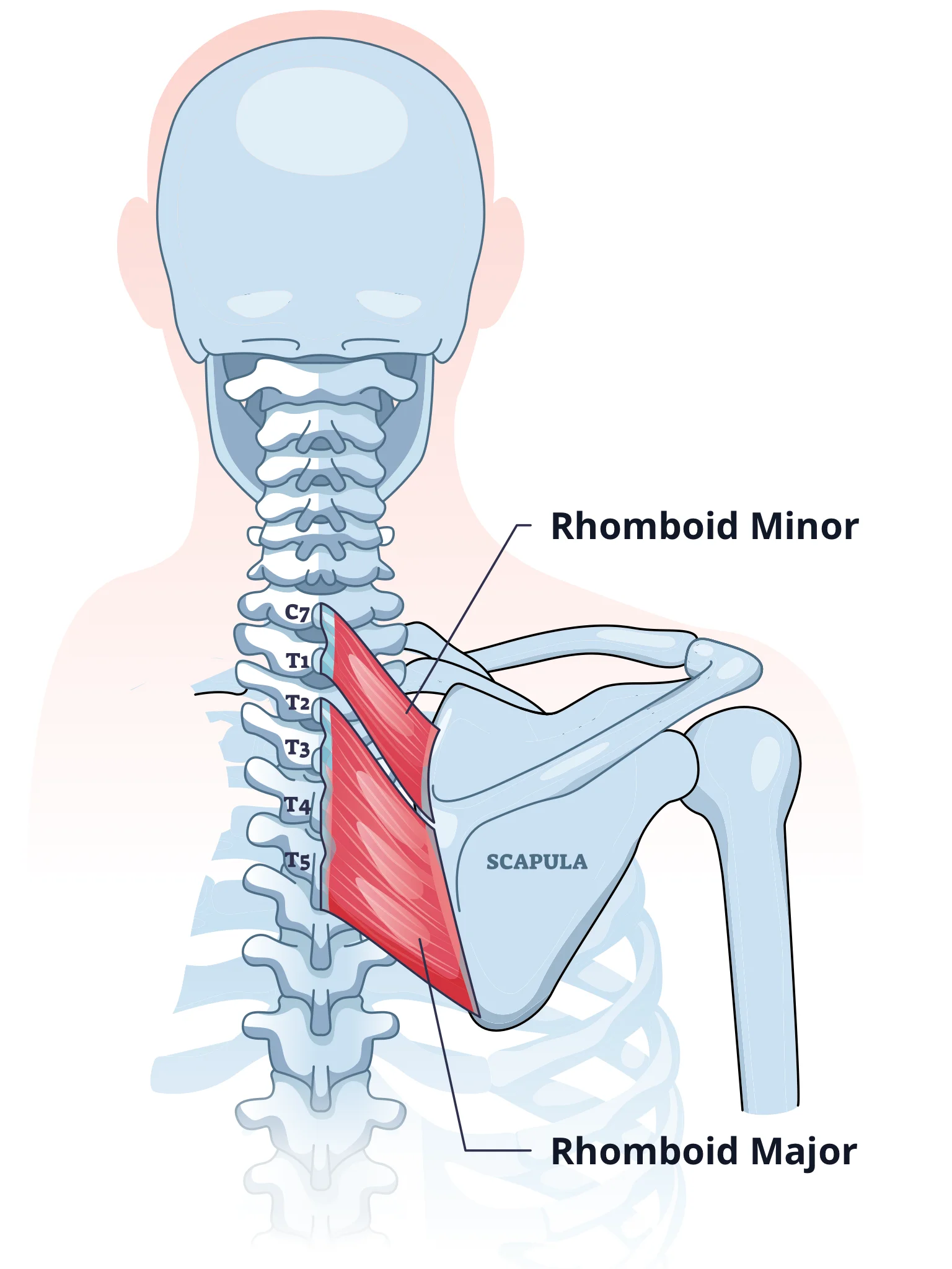 Diagram of Rhomboid muscles. These muscles are worked on back day.