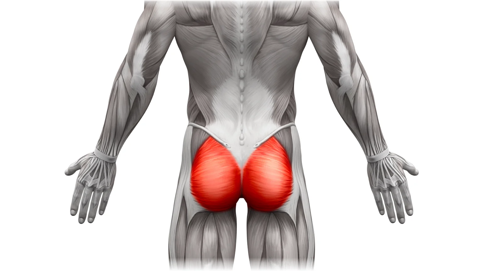 Diagram showing the glutes