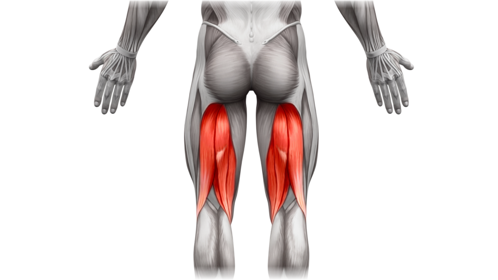 Split Hamstring 5 Day Workout Split With 2 Leg Days - Gym Geek