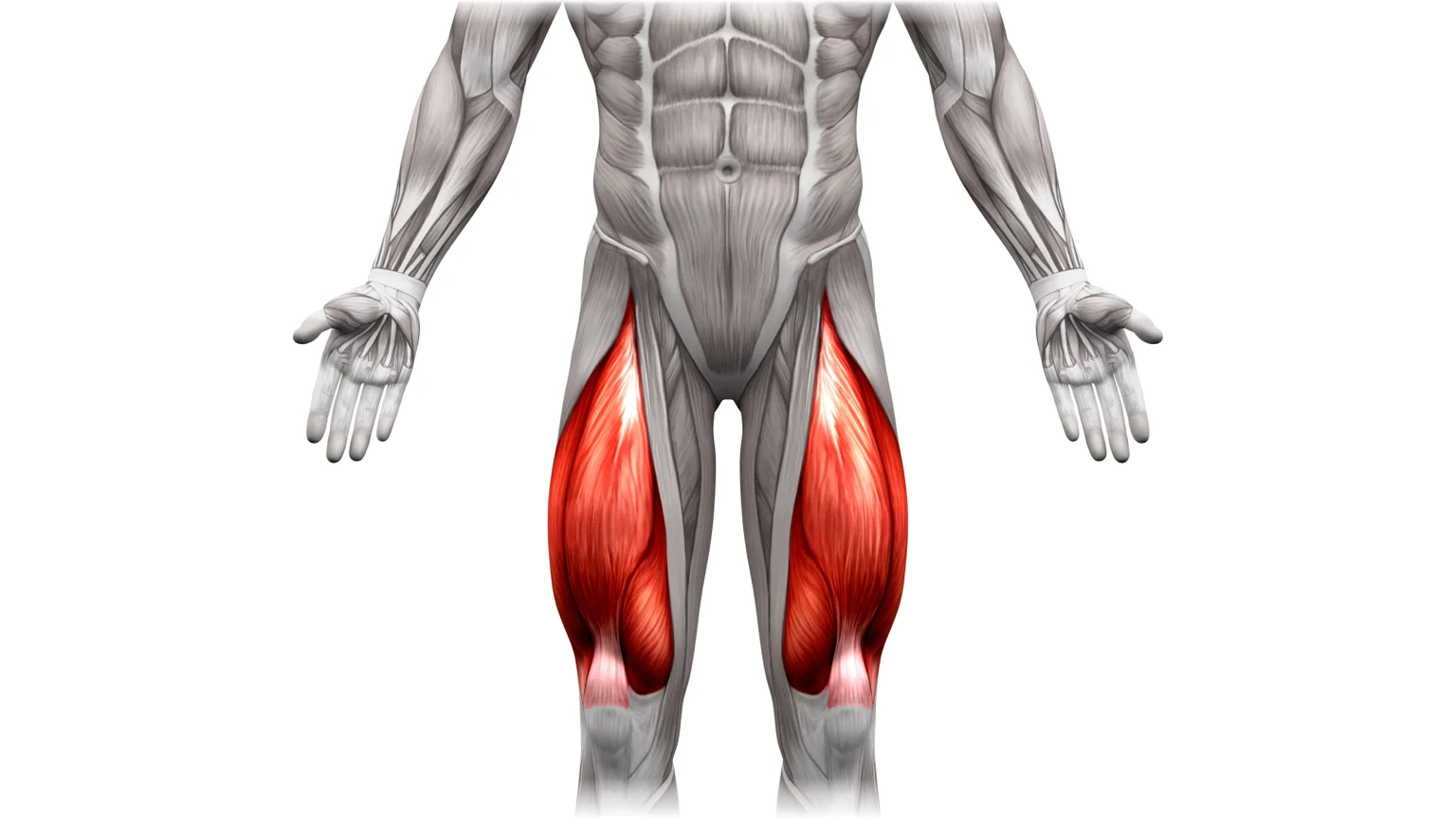 Diagram showing quadriceps muscles