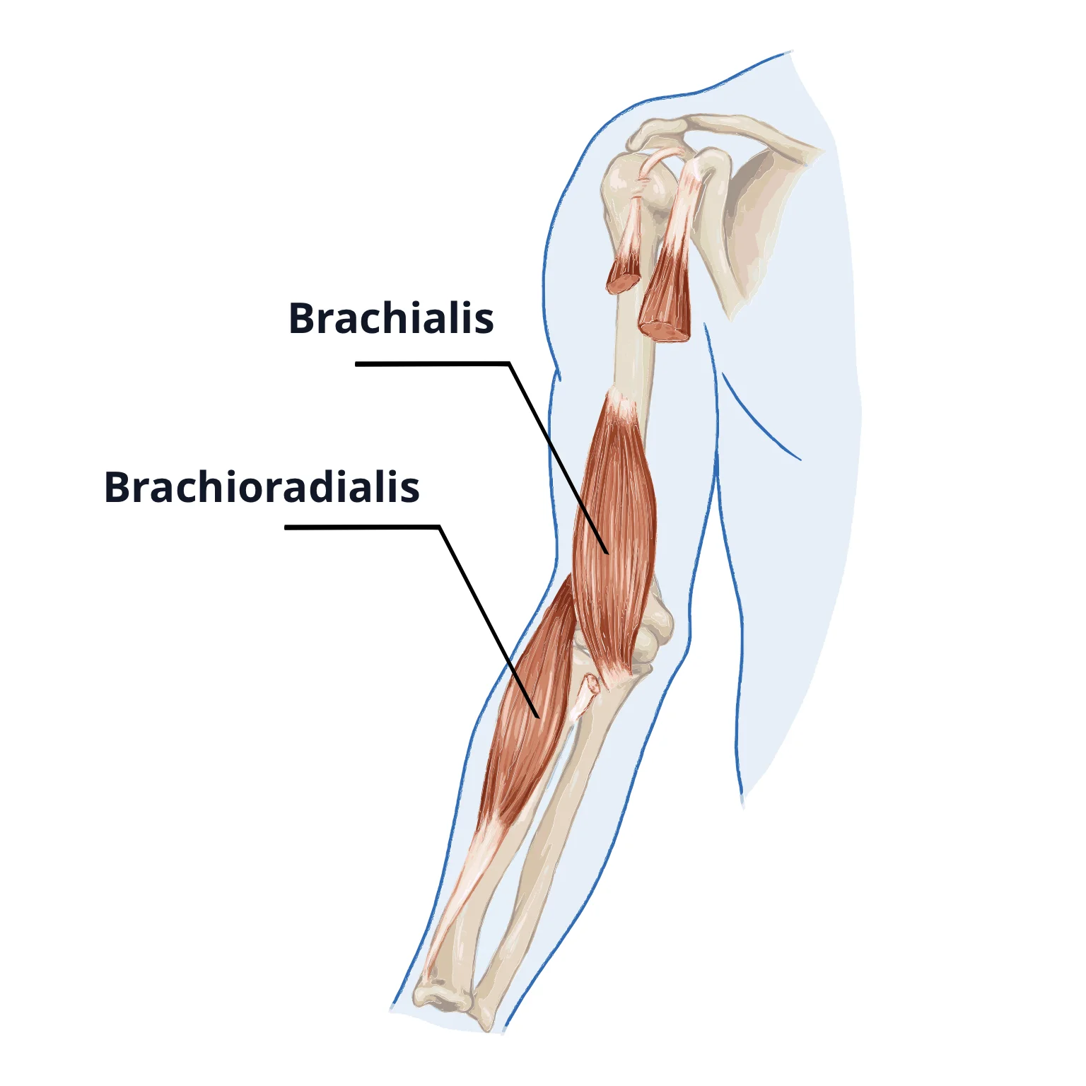 Diagram showing the location of the brachialis and brachioradialis