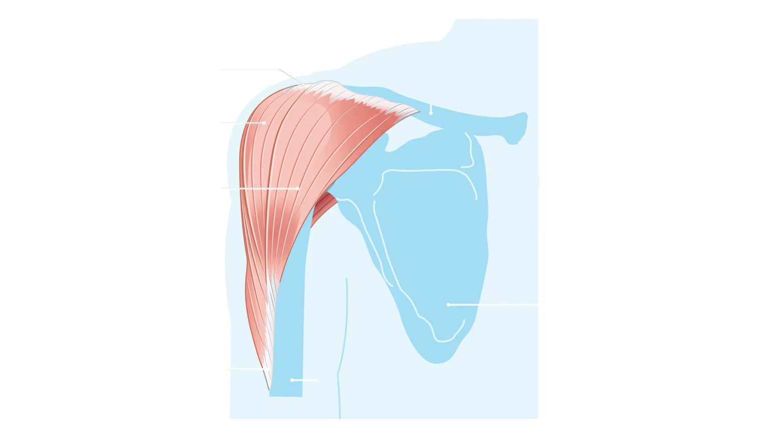 diagram - Showing location of front deltoid