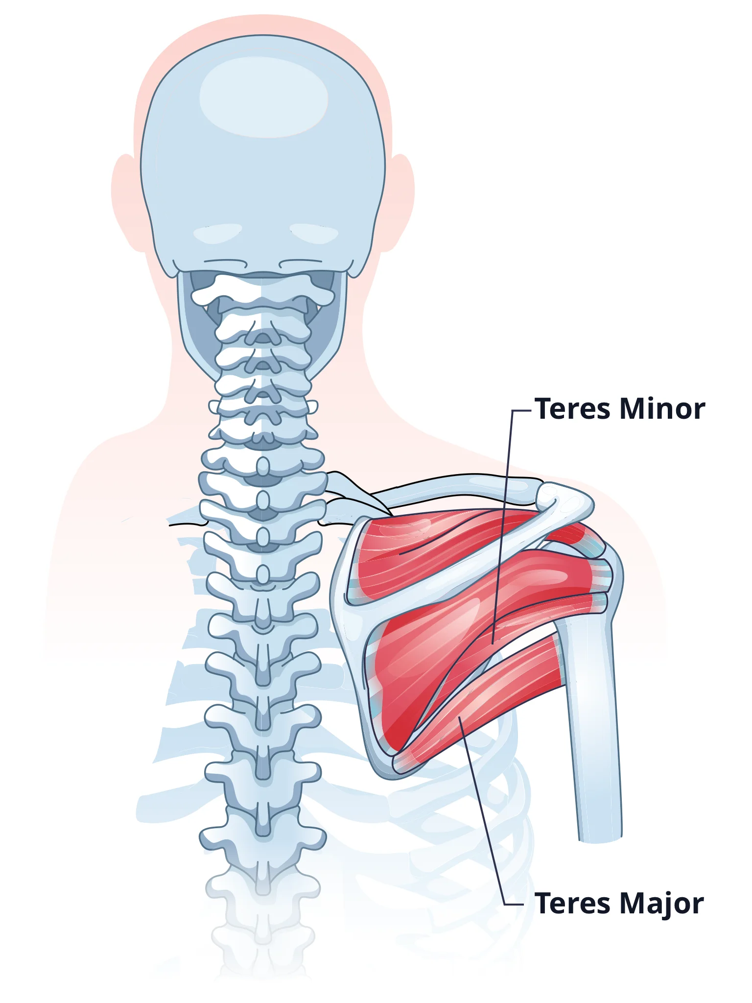 Diagram - showing location of teres major and teres minor