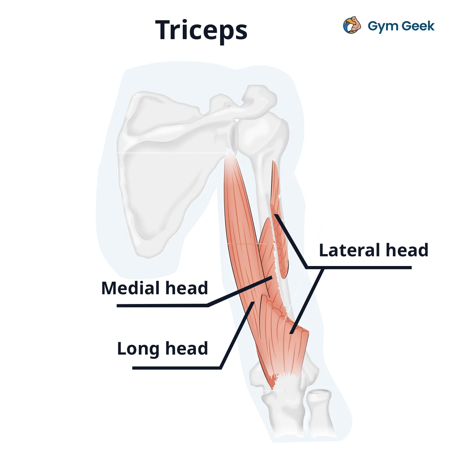 Diagram showing triceps muscle, with the lateral head, medial head and long head labelled. The triceps are a muscle targeted on your push day.