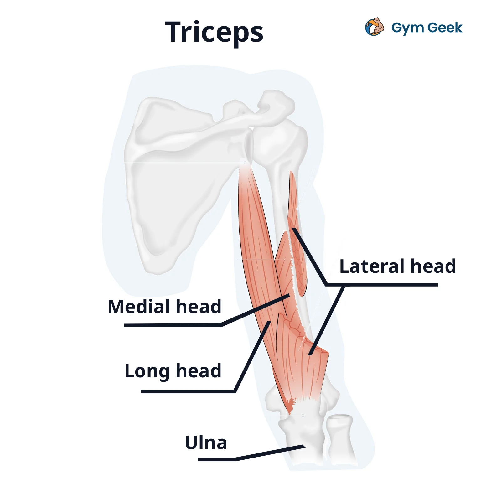 diagram - Triceps muscle, with the lateral, medial and long heads labelled. The ulna bone is also labelled.