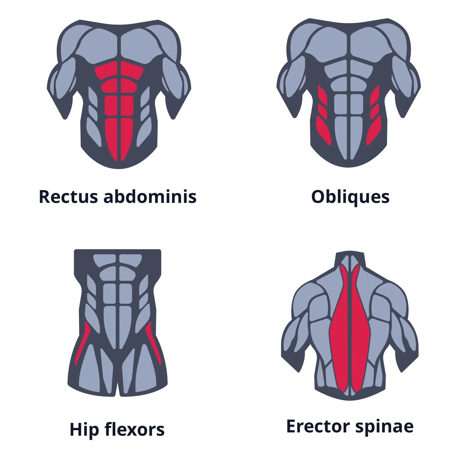 diagram - Showing locations of the rectus abdominis, obliques, hip flexors and erector spinae.