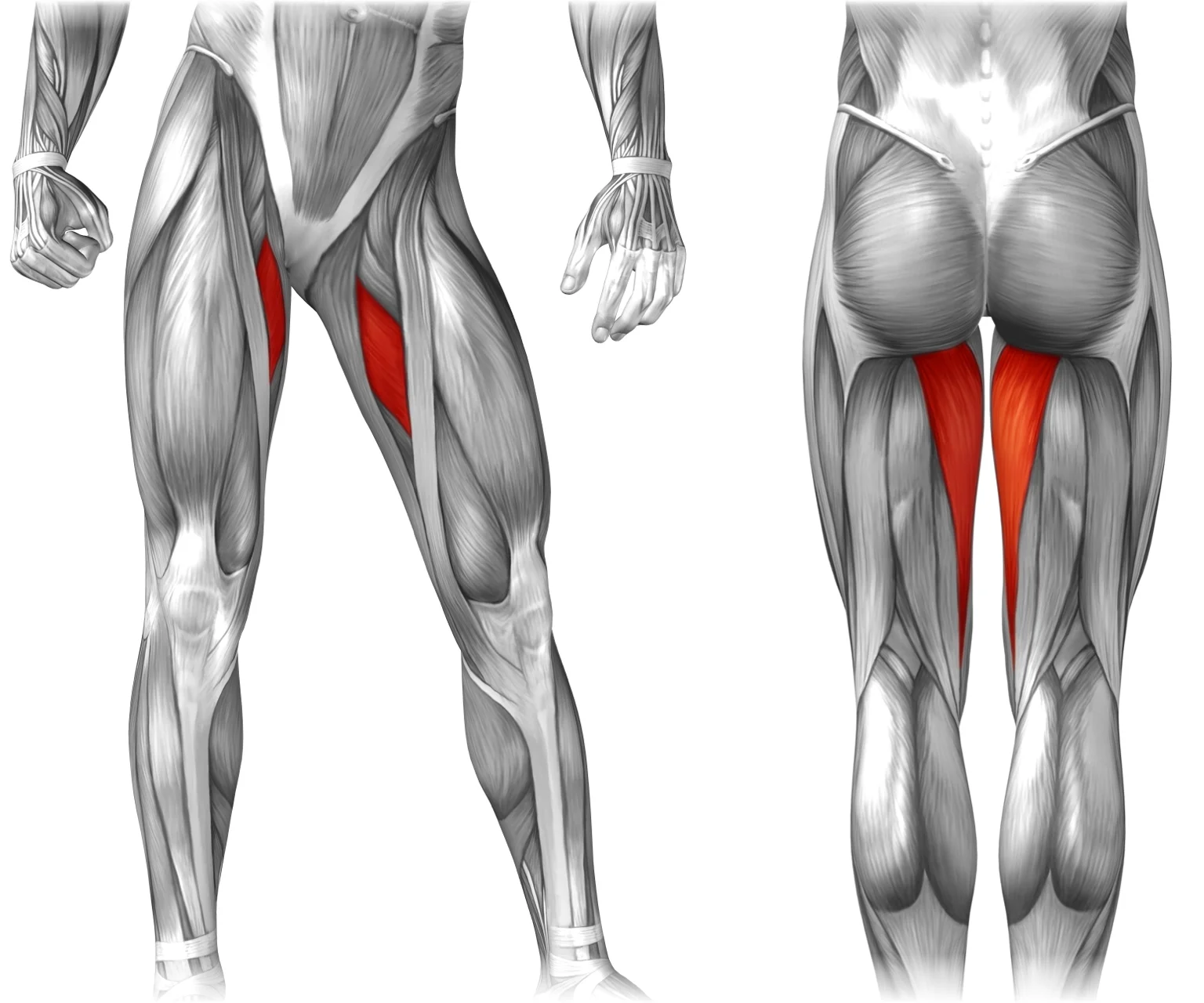 diagram - View from the front and back of the body, showing the location of the main leg adductors.