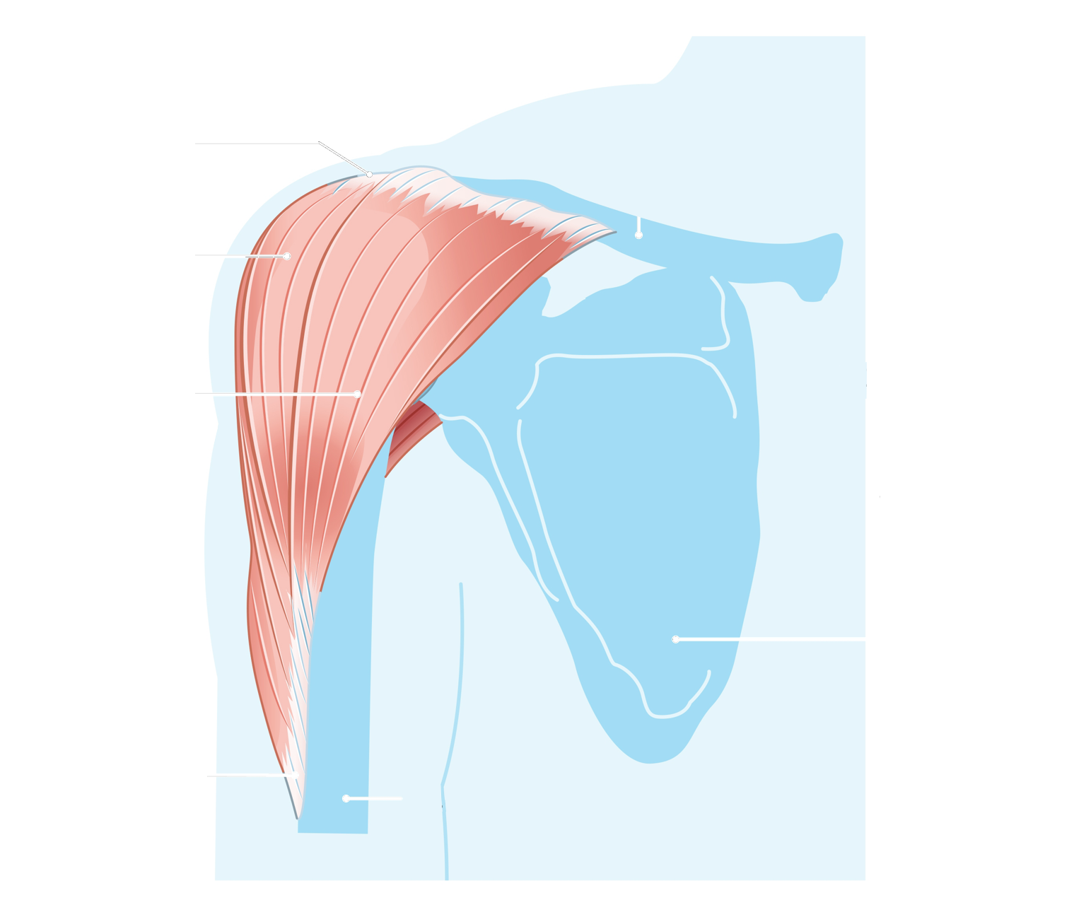 diagram - Showing location of the anterior deltoids