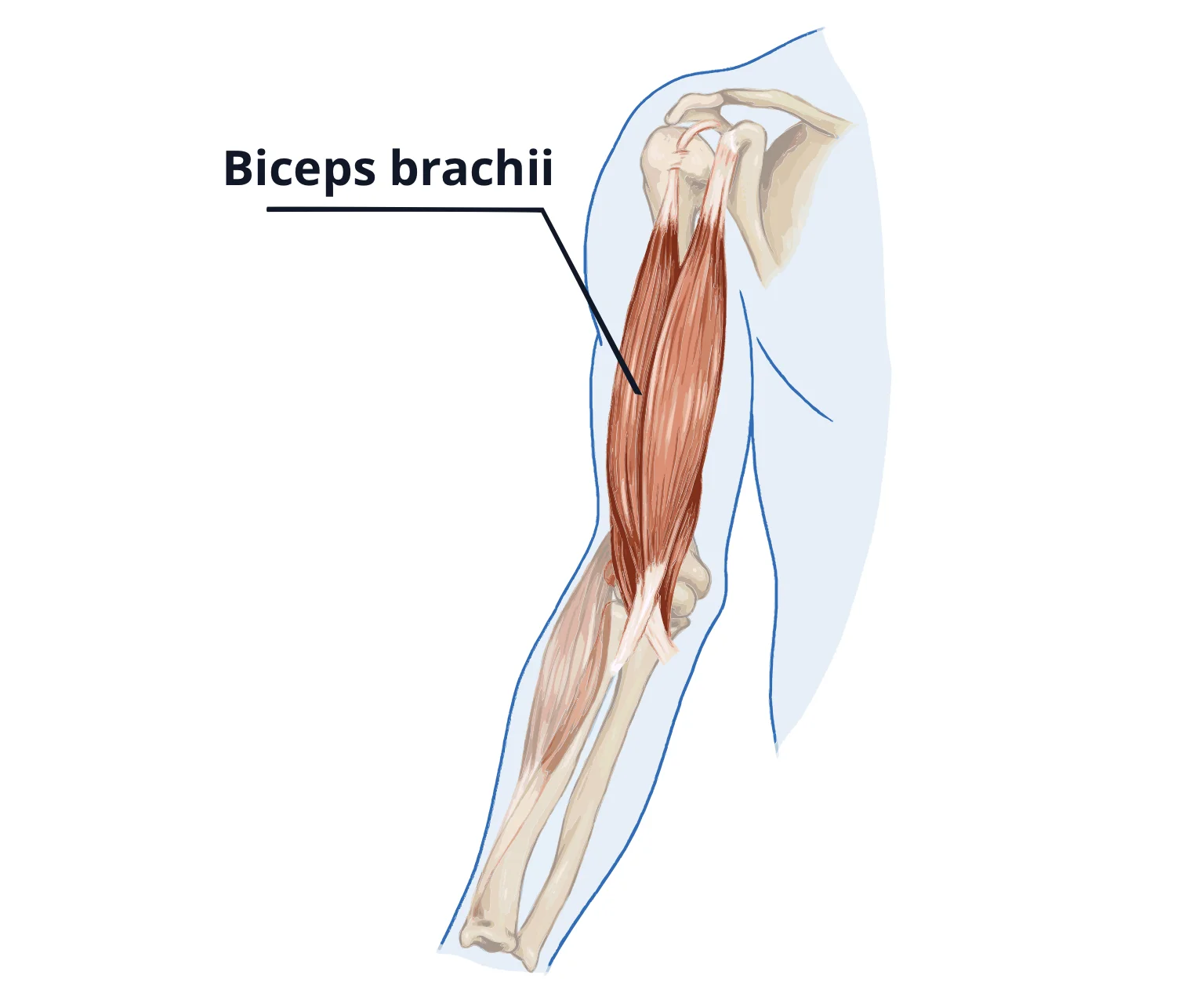 diagram - Showing location of biceps brachii in the upper arms.