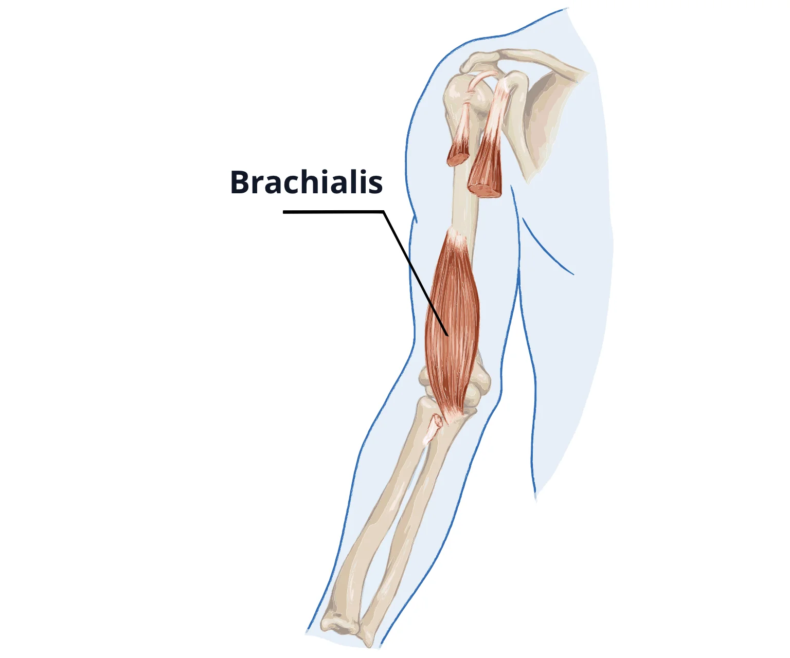 diagram - Showing location of the brachialis in the upper arms.