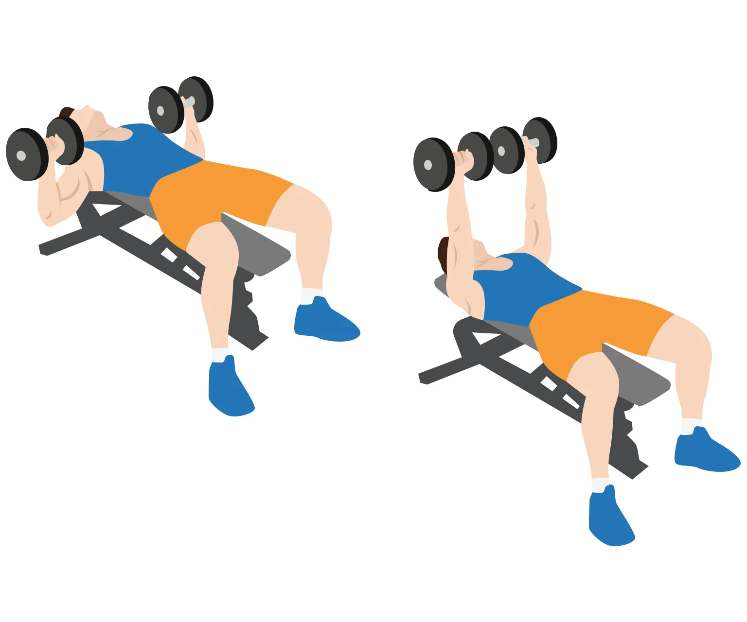 diagram - How to do a dumbbell bench press
