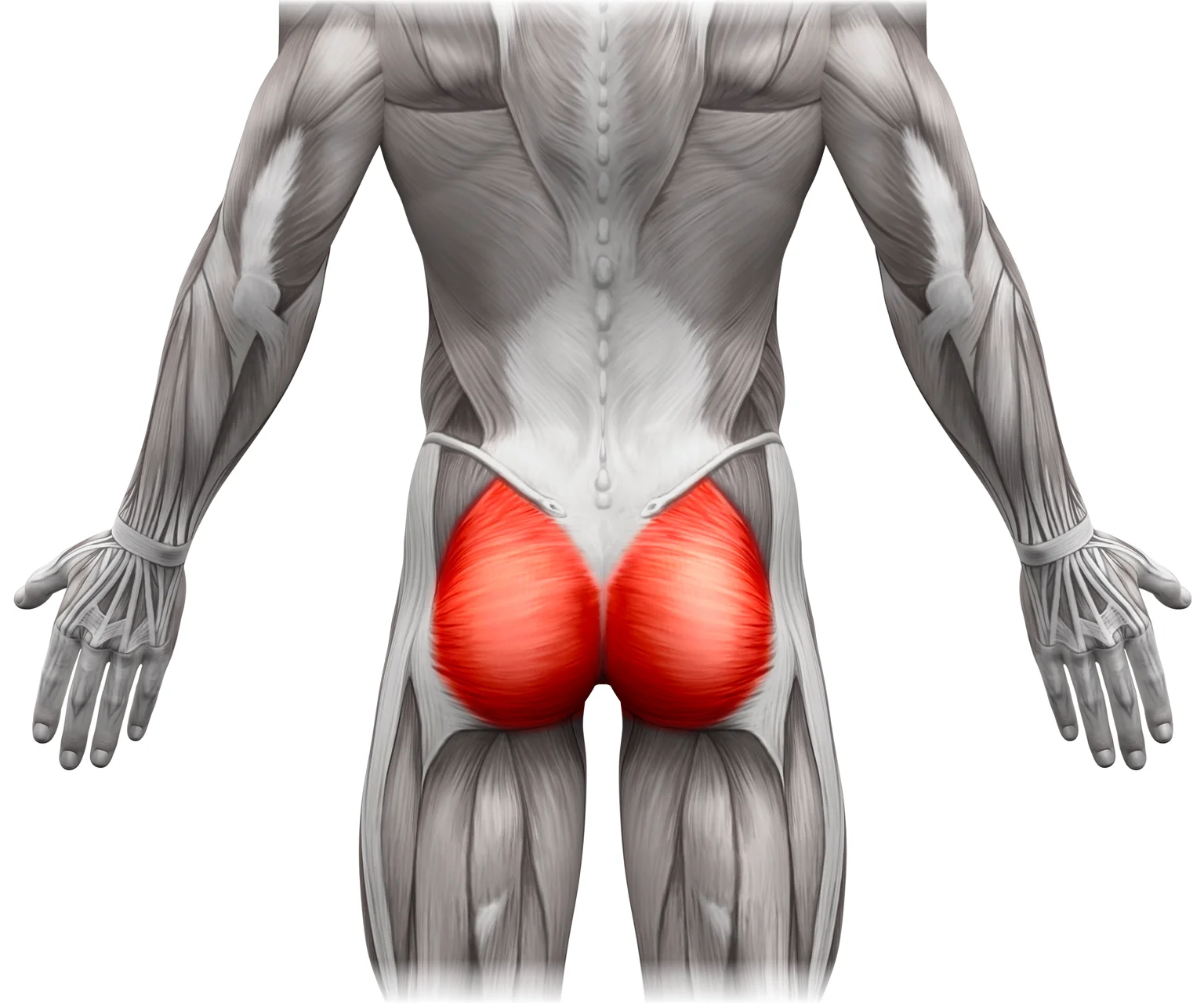 diagram - View from the back of a person's body, showing the glutes position in the buttocks.
