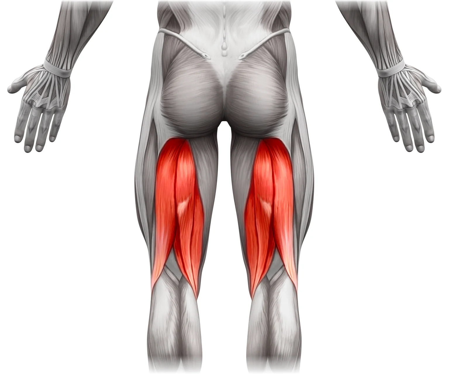 diagram - View from the rear of the legs, showing location of the hamstrings.