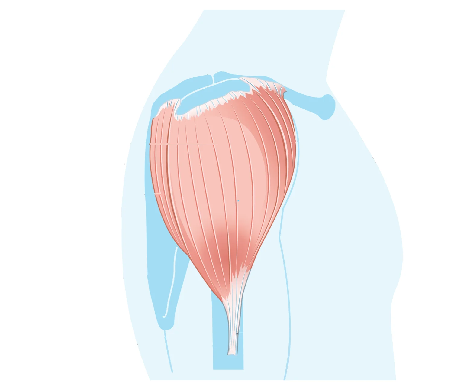 diagram - Location of the lateral deltoid