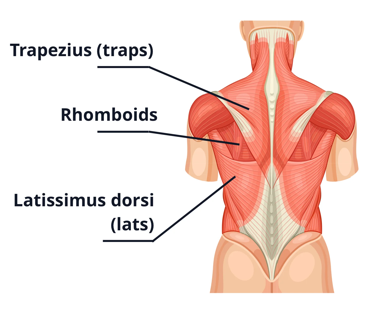 diagram - Upper back muscles, showing the traps, rhomboids and lats.