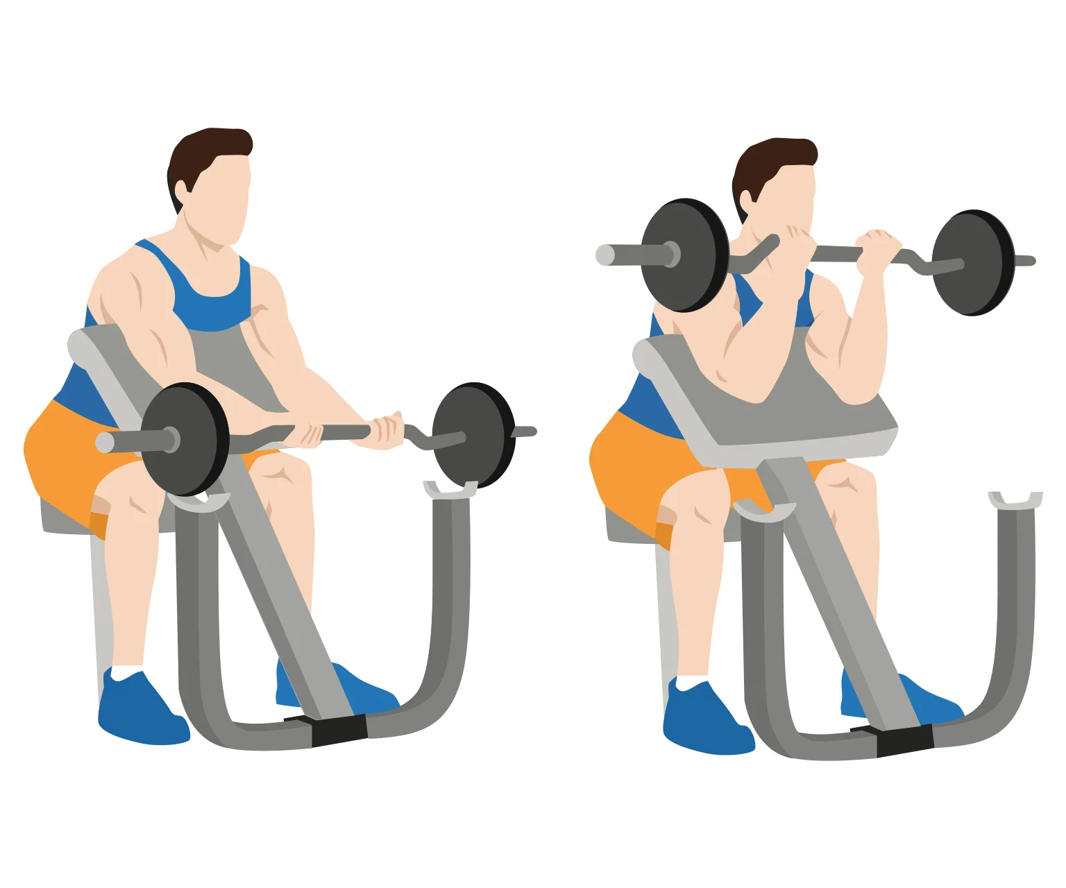illustration - How to do preacher curl on a bench