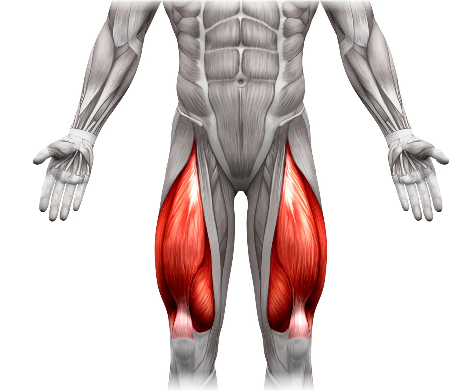 diagram - Anatomy of the front upper leg, showing the position of the quadriceps muscles.