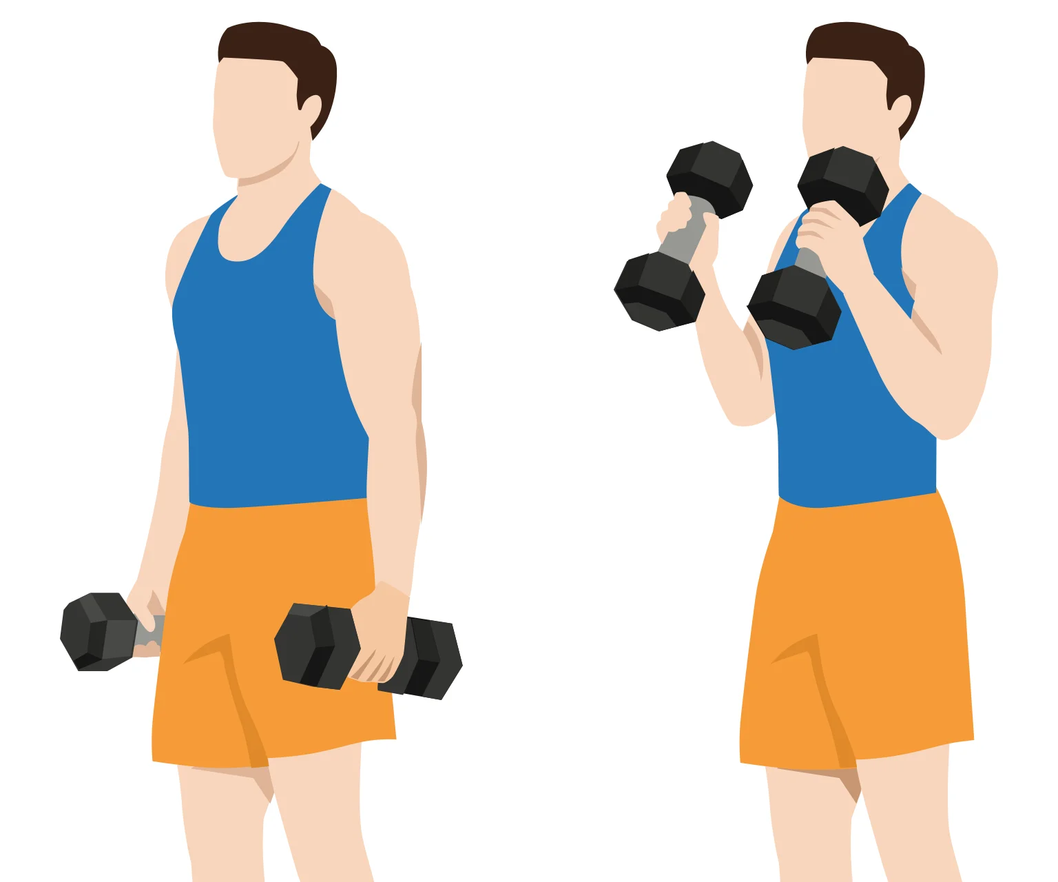 illustration - How to do standing hammer curls