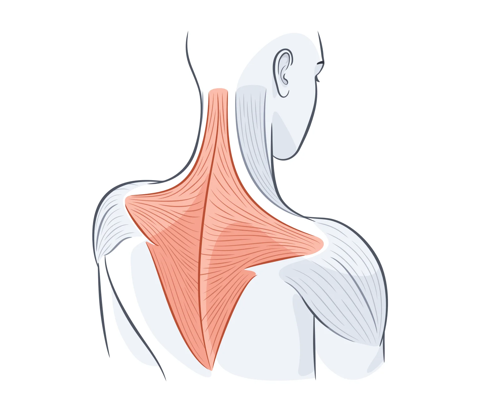 diagram - Of upper back, showing the location of your trapezius muscles.